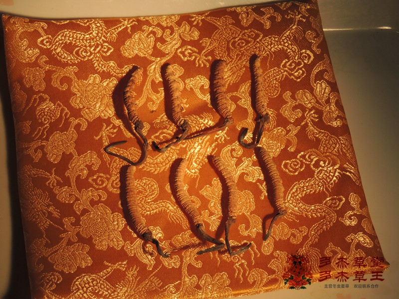 冬虫夏草338元/克